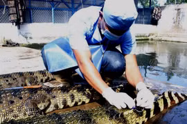 TP.HCM: Gần 7.000 con cá sấu sống "xuất ngoại", thu về gần 106 tỷ