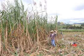 Thêm một mùa mía "đắng" ở khu vực phía Đông tỉnh Gia Lai