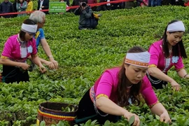 Gia Lai có hầu hết trong 13 sản phẩm nông nghiệp chủ lực quốc gia