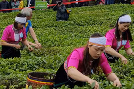 Gia Lai có hầu hết trong 13 sản phẩm nông nghiệp chủ lực quốc gia