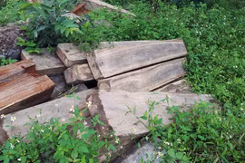 Gia Lai: Thanh tra toàn diện 3 công ty lâm nghiệp