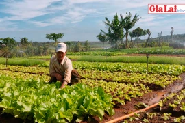 Trồng rau sạch đón Tết