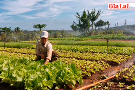 Trồng rau sạch đón Tết