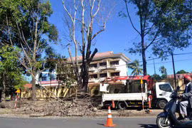 Cắt bỏ cây cổ thụ chết khô trên đường Lê Duẩn