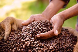 Hơn một nửa giống cà phê trên thế giới có nguy cơ tuyệt chủng