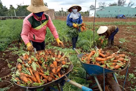 Nông dân Đak Đoa đầu tư sản xuất rau an toàn