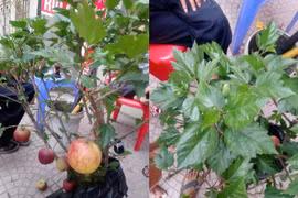 'Siêu phẩm'chỉ người Việt mới nghĩ ra:Táo trĩu quả trên cây dâm bụt