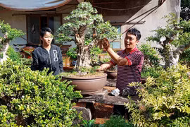 Làm giàu từ cây kiểng