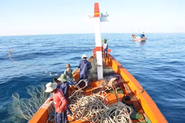 Ngư dân bám biển xuyên tết, săn luồng cá chuồn cồ bay khắp mặt biển