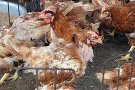 Kon Tum:Dịch cúm gia cầm và lở mồm long móng đang lây lan mạnh