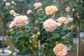 Lễ hội hoa hồng nhất định phải 'check in' dịp Tết Nguyên đán