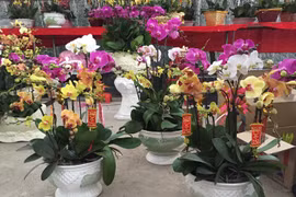 Người Sài Gòn chi bạc triệu mua lan hồ điệp chưng Tết