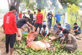 Tang lễ mổ bò: Tập tục gây nhiều hệ lụy