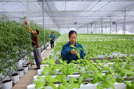 Dẹp "xin-cho", mời doanh nghiệp đầu tư nông nghiệp