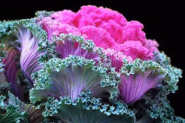 Rau, củ Đà Lạt lên đời thành cây cảnh chơi Tết