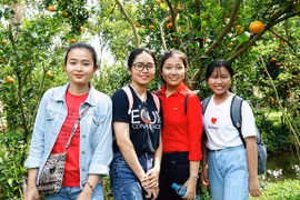 Vườn quýt Lai Vung tấp nập đón khách dịp cận Tết