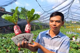 Củ cải 'hồng phát' độc đáo chưng Tết ở Bến Tre