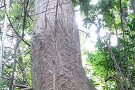 Kỳ bí thuật chế những mũi tên kịch độc trên dãy Trường Sơn