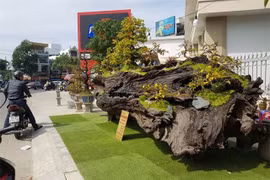 Gốc cây gỗ sao, giá gần 1 tỷ đồng hút người xem ở Nha Trang