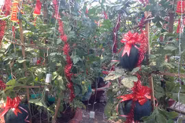 Dân Sài Gòn lùng dưa hấu cảnh 1,2 triệu đồng/chậu chơi tết