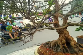 Những "cụ" mai tiền tỷ cập bến Tây Đô