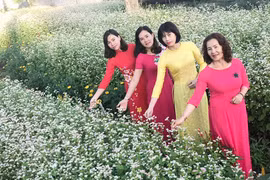 Về Phố núi hẹn hò cùng tam giác mạch