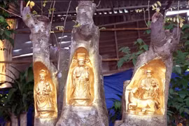 Lạ mắt miền Tây: "Hóa phép" bức tượng "ẩn mình" trên thân cây sống