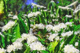 Xuân về ngắm "hoa tuyết" phủ trắng Tây Nguyên