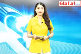 Gia Lai 48h: Giá heo hơi ở mức cao, người chăn nuôi chưa nên tăng đàn ồ ạt