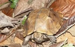 Đà Nẵng: Thả cá thể rùa sa nhân quý hiếm về rừng Hải Vân