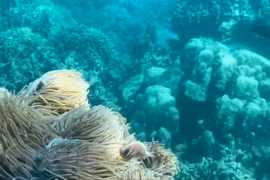 Khánh Hòa tăng cường nhiều giải pháp bảo tồn sinh vật biển