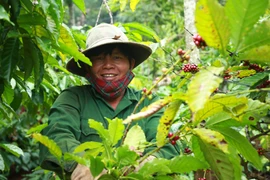 Giá nông sản biến động trái chiều trên thị trường