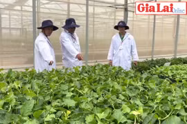 Liên kết sản xuất chanh dây theo chuỗi giá trị