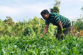 "Tổ sản xuất rau sạch" ở Pleiku: Hiệu quả rõ rệt