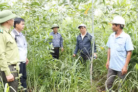 Giám sát trồng rừng và quản lý bảo vệ rừng tại huyện Đức Cơ