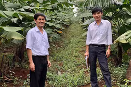 Bộ Nông nghiệp và PTNT cấp 3.646 mã số vùng trồng đối với rau, củ quả