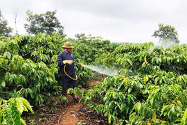 Gia Lai: Tăng cường phòng trừ sâu bệnh hại cây trồng