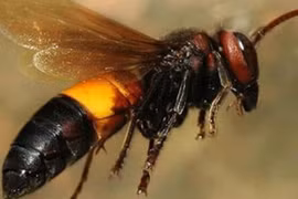 Hà Tĩnh: Người đàn ông bị đàn ong vò vẽ đốt tử vong