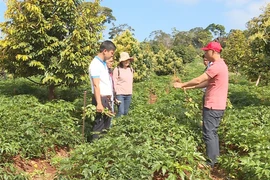 Triển khai chính sách hỗ trợ lãi suất 2%: Vướng đến đâu tháo gỡ đến đó