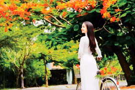 Những mùa hoa phượng