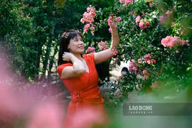 Rực rỡ con đường hoa tường vi tại Hà Nội