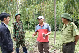 Giai đoạn 2017-2021, huyện Chư Prông trồng hơn 680 ha rừng