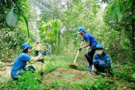 Tăng trách nhiệm để ngăn chặn phá rừng