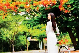 Những mùa hoa phượng