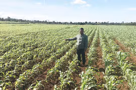 Chư Sê: Hơn 380 triệu đồng triển khai các mô hình khuyến nông