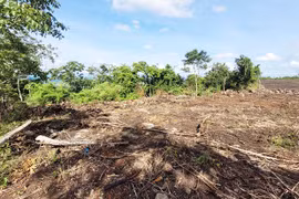 Gia tăng tình trạng phá rừng làm nương rẫy