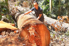 Rừng vẫn... "chảy máu": "Băm nát" rừng Tây Nguyên