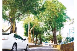 Pleiku, thời "phố núi cây xanh"