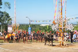 Con trâu trong đời sống của người Tây Nguyên
