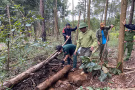 Lâm Đồng: Phát hiện gần 10 điểm chôn giấu gỗ dưới lòng đất